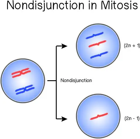 Differenza tra nullisomia e doppia monosomia