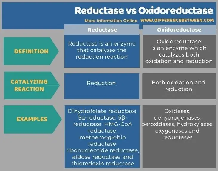 Rozdíl mezi reduktázou a oxidoreduktázou v tabulkové formě