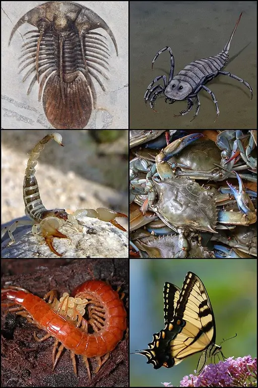 Perbezaan Antara Arthropoda dan Annelids