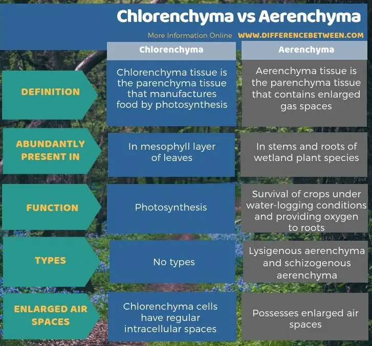 ความแตกต่างระหว่าง Chlorenchyma และ Aerenchyma - รูปแบบตาราง