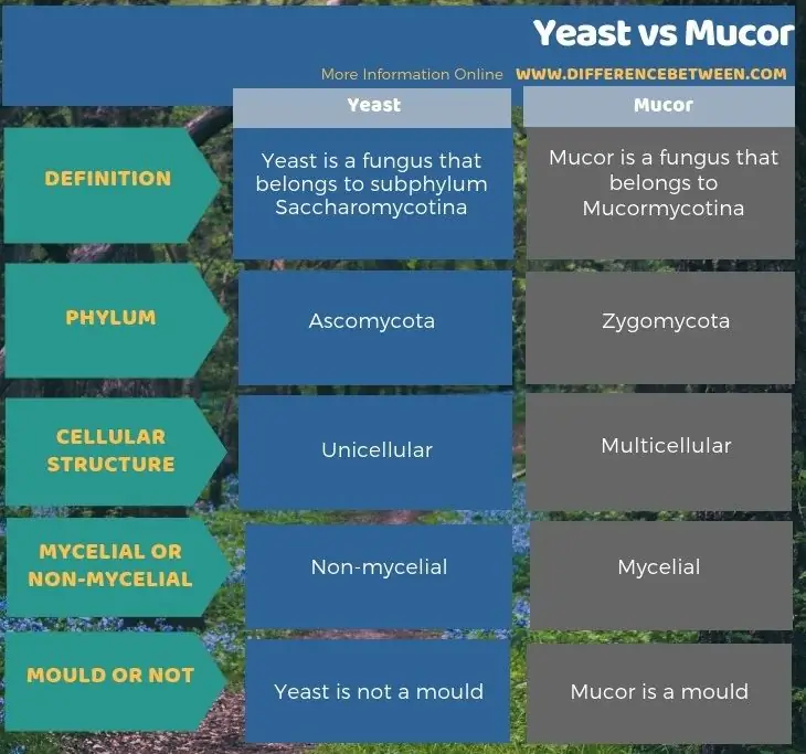 Rozdíl mezi kvasinkami a mucorem v tabulkové formě