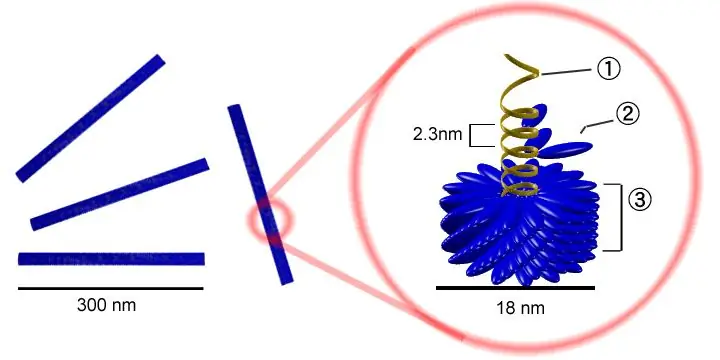 Forskjellen mellom plantevirus og dyrevirus