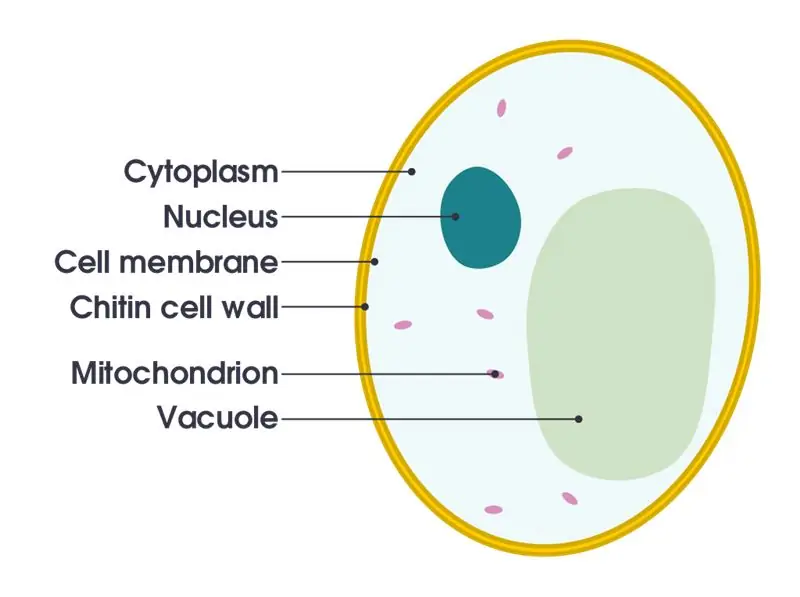 Diferència clau: líquids intracel·lulars i extracel·lulars