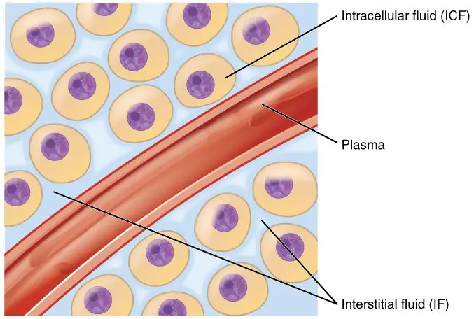 Différence entre les fluides intracellulaires et extracellulaires