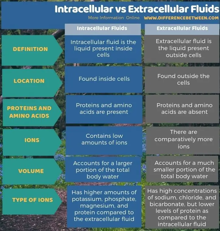 Différence entre les fluides intracellulaires et extracellulaires - forme tabulaire