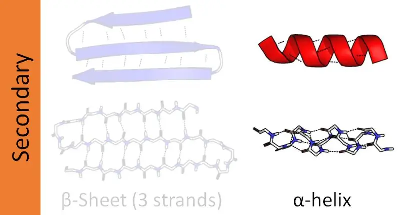 Différence clé - Alpha vs Beta Helix