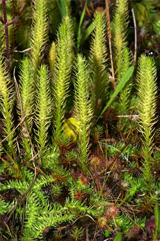 Hauptunterschied - Pteridophyten vs. Phanerogamen