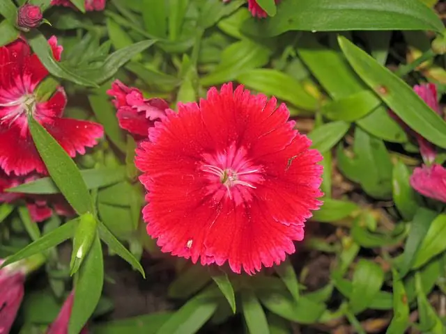 Diferencia entre pteridofitas y fanerógamas