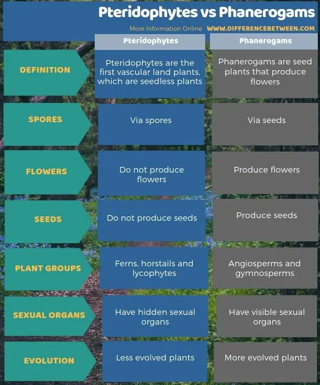 Razlika med pteridofiti in fanerogami v obliki tabele