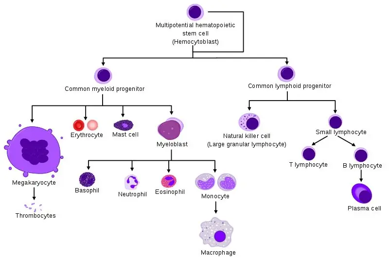 Différence clé entre les cellules progénitrices et précurseurs