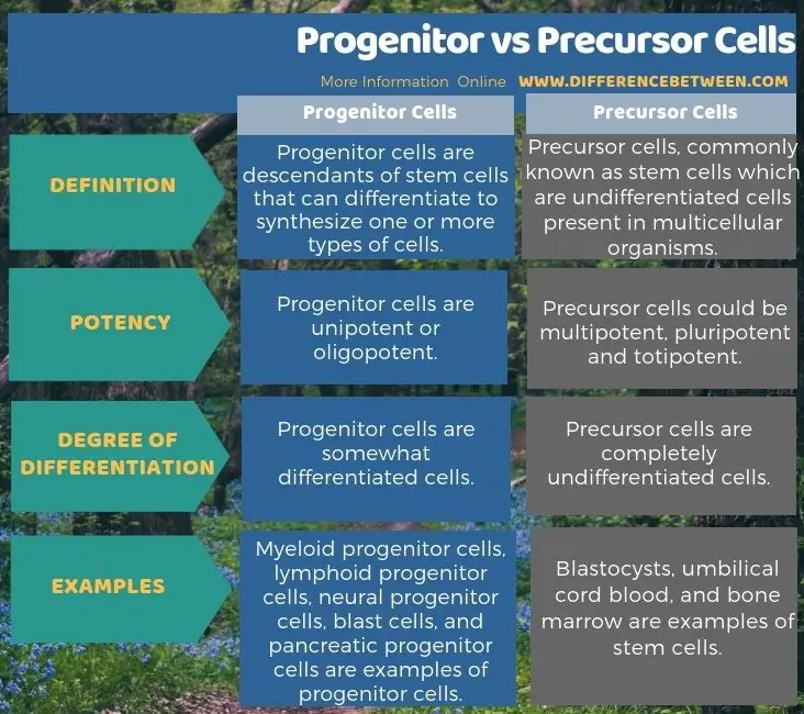 Pagkakaiba sa pagitan ng Progenitor at Precursor Cells sa Tabular Form