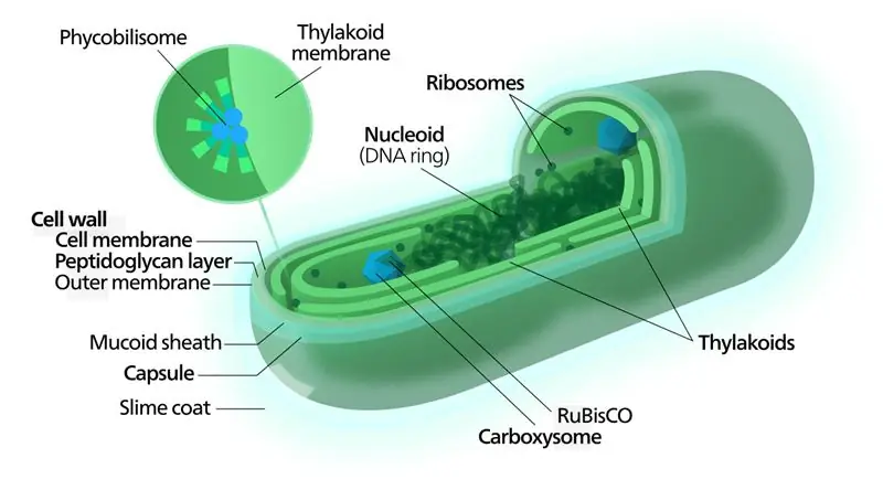 Perbezaan Utama Antara Cyanobacteria dan Alga