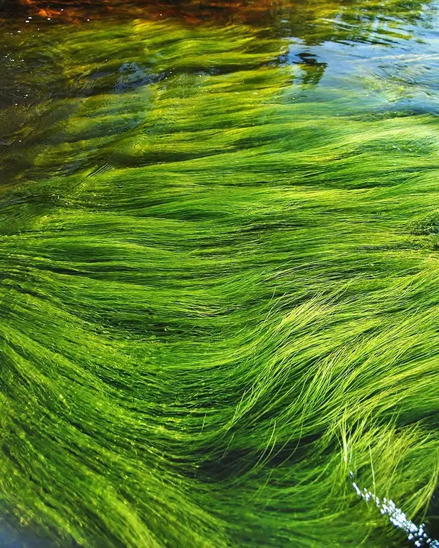 Forskjellen mellom cyanobakterier og alger