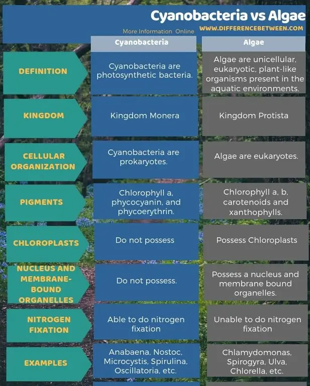 Diferența dintre cianobacterii și alge în formă tabelară