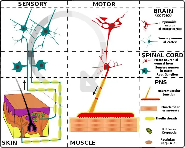 Sự khác biệt giữa phản ứng và phản xạ