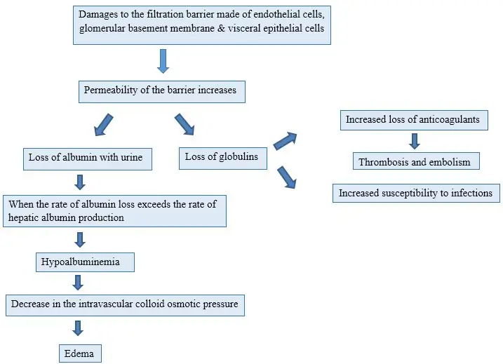 Különbség a glomerulonephritis és a nefrotikus szindróma között - 3