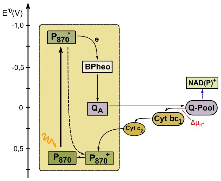 Sự khác biệt chính - Quang hợp oxy và Anoxygenic