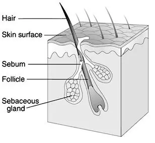 Sự khác biệt giữa lỗ chân lông và nang tóc